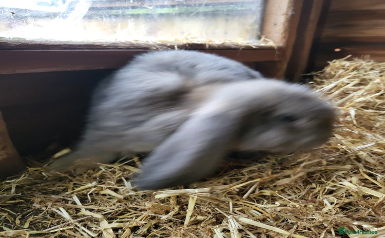 French Lop rabbits Pure breed Giant French lops  - Advert 17