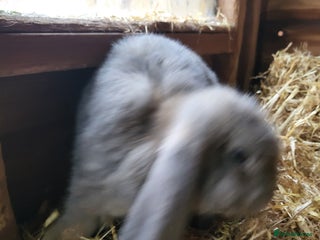 French Lop rabbits Pure breed Giant French lops - Advert 14