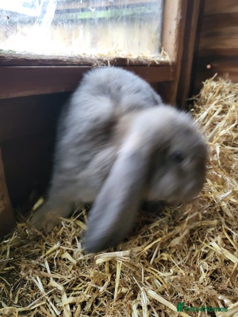 French Lop rabbits Pure breed Giant French lops - Advert 17