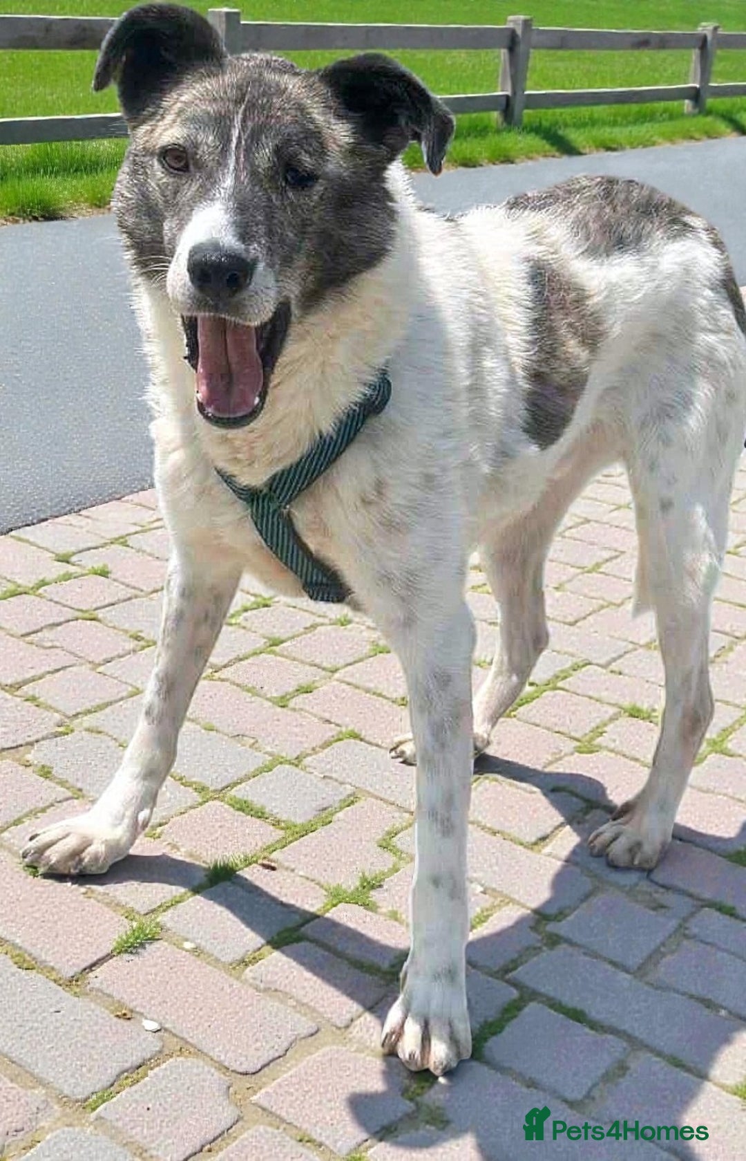 Mixed Breed dogs for adoption: 🌟 Marley 💛 5 years in shelter, still hoping - Advert 4