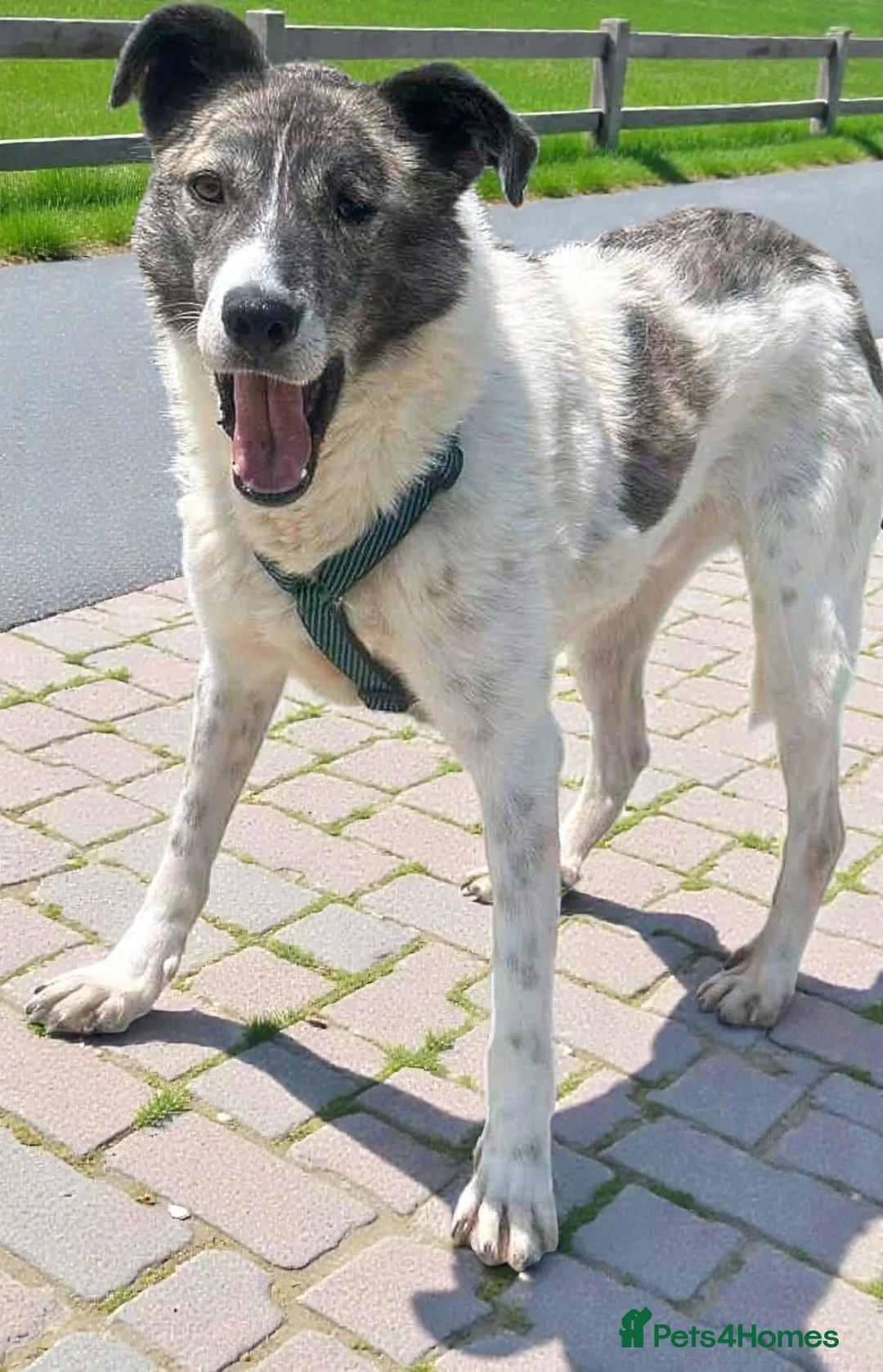 Mixed Breed dogs for adoption: 🌟 Marley 💛 5 years in shelter, still hoping - Advert 6