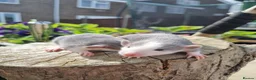 Rat rodents for sale: Adorable baby rats - Advert 8