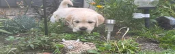 Golden Retriever dogs for sale: Gorgeous Chunky Golden Retriever Puppies - Advert 27