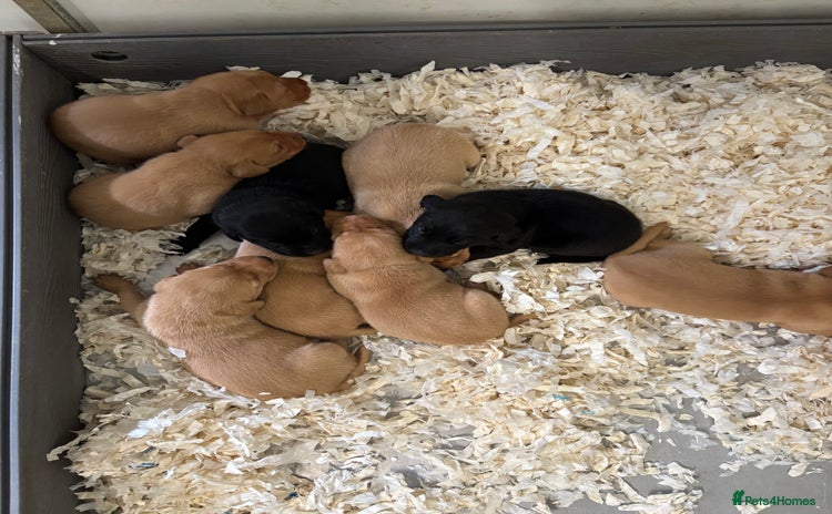 Labrador Retriever dogs - Advert 1