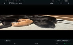 Labrador Retriever dogs for sale: 💛 Loving Home Wanted - Image 5