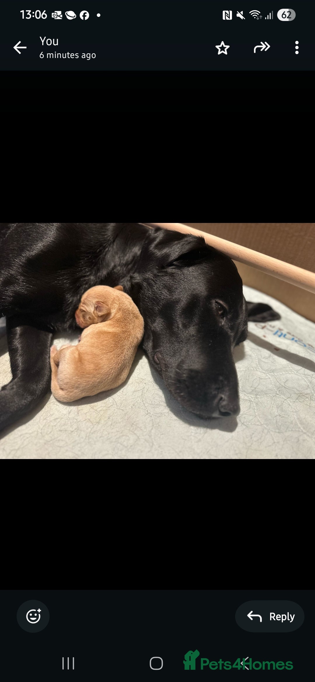Labrador Retriever dogs for sale: 💛 Loving Home Wanted - Image 5