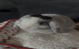 Mini Lop rabbits for sale: Mini lop bunny - Image 1