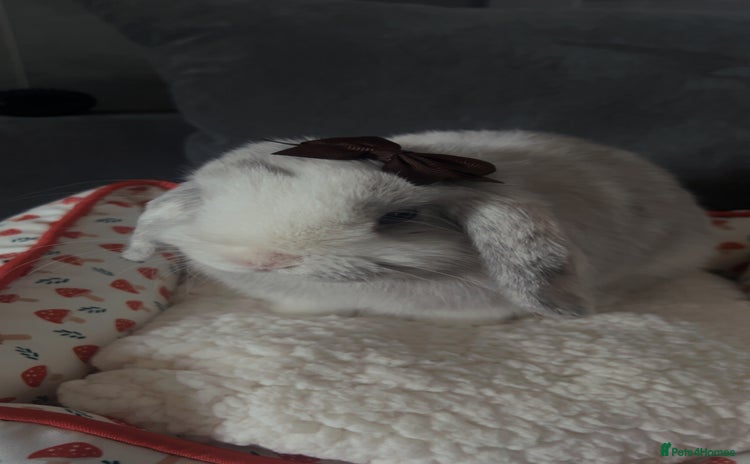 Mini Lop rabbits for sale - Advert 1