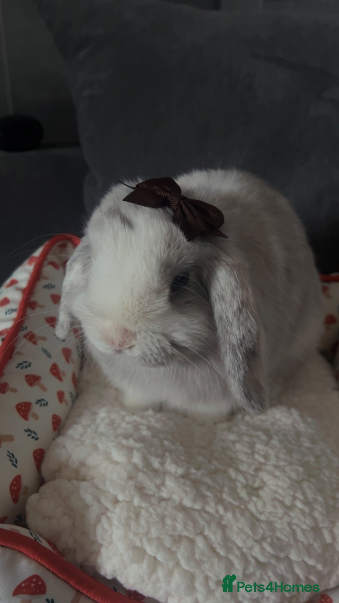 Mini Lop rabbits for sale: Mini lop bunny - Image 1