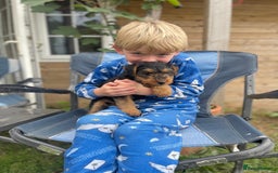 Welsh Terrier dogs for sale: Stunning KC reg PLL CLEAR Welsh terrier puppies in Dronfield - Image 1