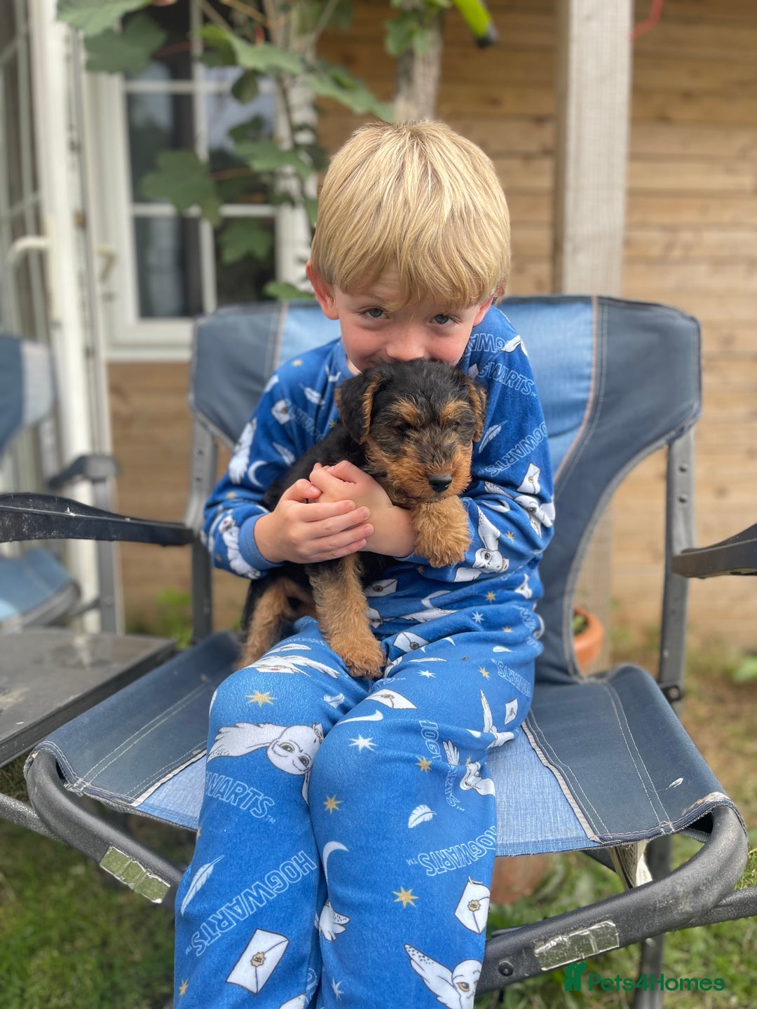 Welsh Terrier dogs for sale: Stunning KC reg PLL CLEAR Welsh terrier puppies in Dronfield - Image 1