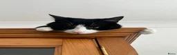 Mixed Breed cats for sale: Mix breed kitten  in Aylesbury - Advert 9