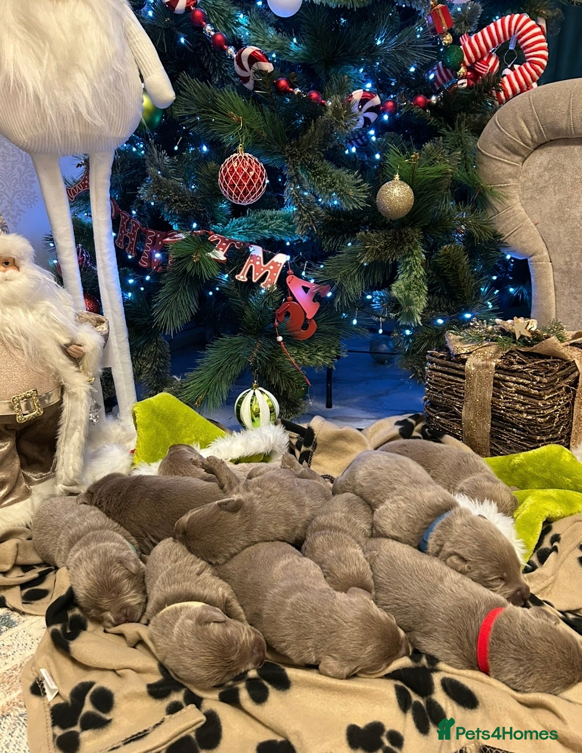 Labrador Retriever dogs  Silver Labrador retriver ✅ - Advert 10