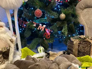 Labrador Retriever dogs Silver Labrador retriver ✅❤️ - Advert 3