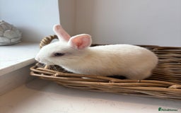 Netherland Dwarf rabbits for sale: 3x boy baby bunnies for sale  - Image 8