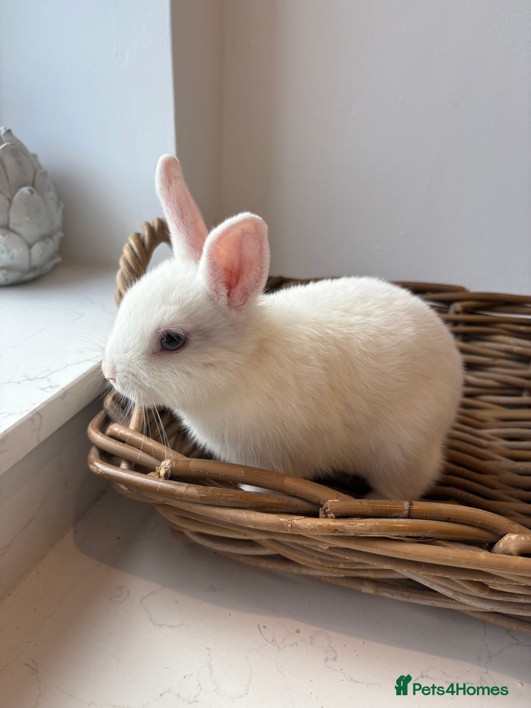 Netherland Dwarf rabbits for sale: 3x boy baby bunnies for sale  - Image 8