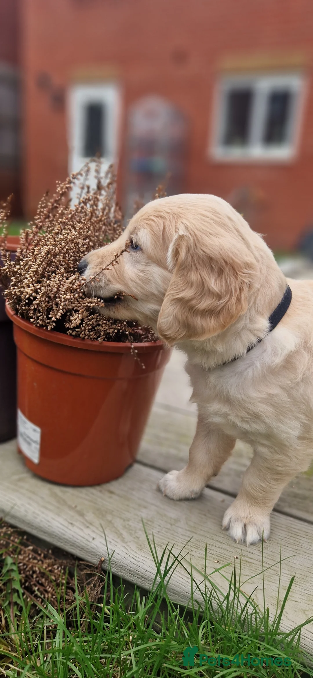 Golden Retriever dogs for sale: Golden retrievers puppies 5 weeks old - Advert 6