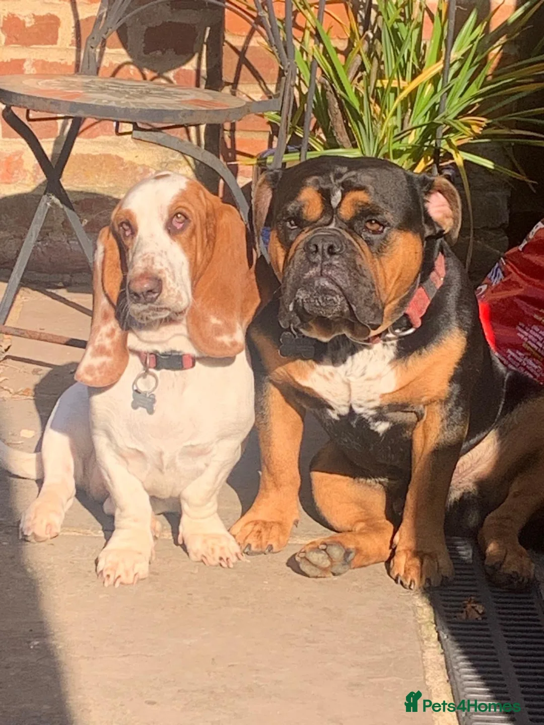 Mixed Breed dogs for sale: Happy Accident!! Bully Basset Puppies  in Norwich - Advert 1