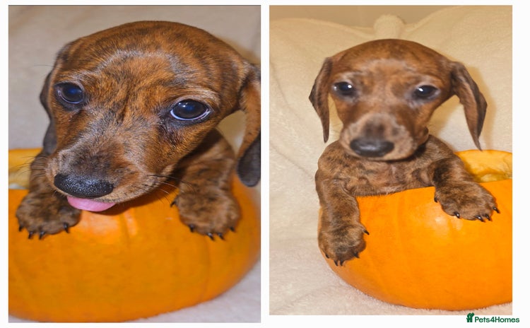 Miniature Dachshund dogs - Advert 14
