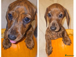 Miniature Dachshund dogs - Advert 10