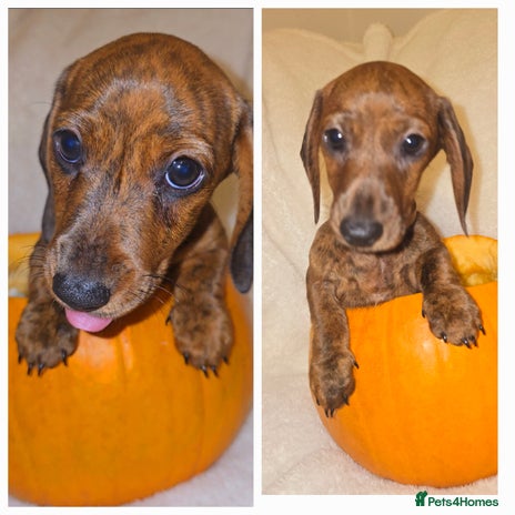 Miniature Dachshund dogs - Advert 14