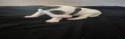 Parson Russell dogs for sale: Adorable Parsons terrier pups - Advert 6