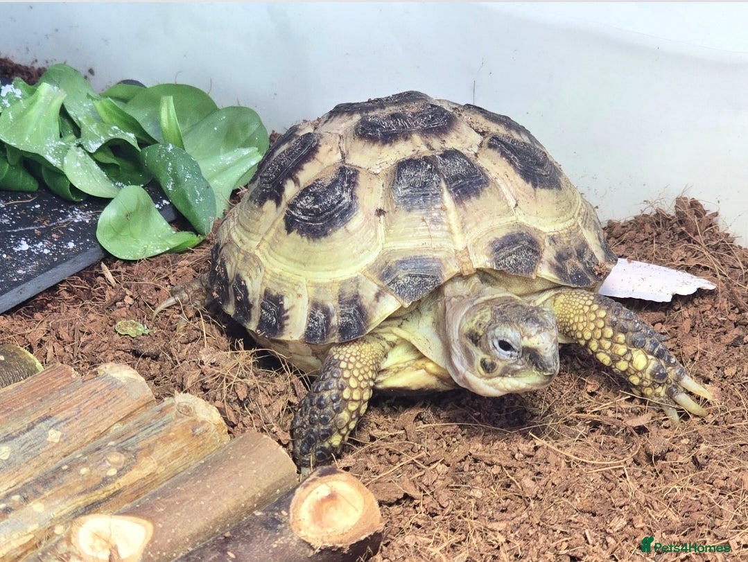 Tortoise reptiles £100 Horsefield Tortoise & Full Set up.  - Advert 1