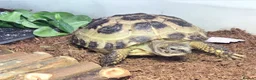 Tortoise reptiles for sale: £100 Horsefield Tortoise & Full Set up.  - Advert 1