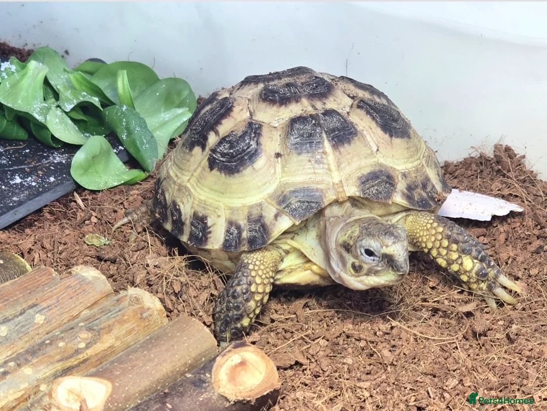 Tortoise reptiles for sale: £100 Horsefield Tortoise & Full Set up.  - Advert 1