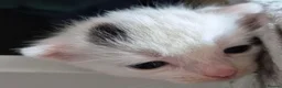 Mixed Breed cats for sale: White with black spots.  - Advert 5