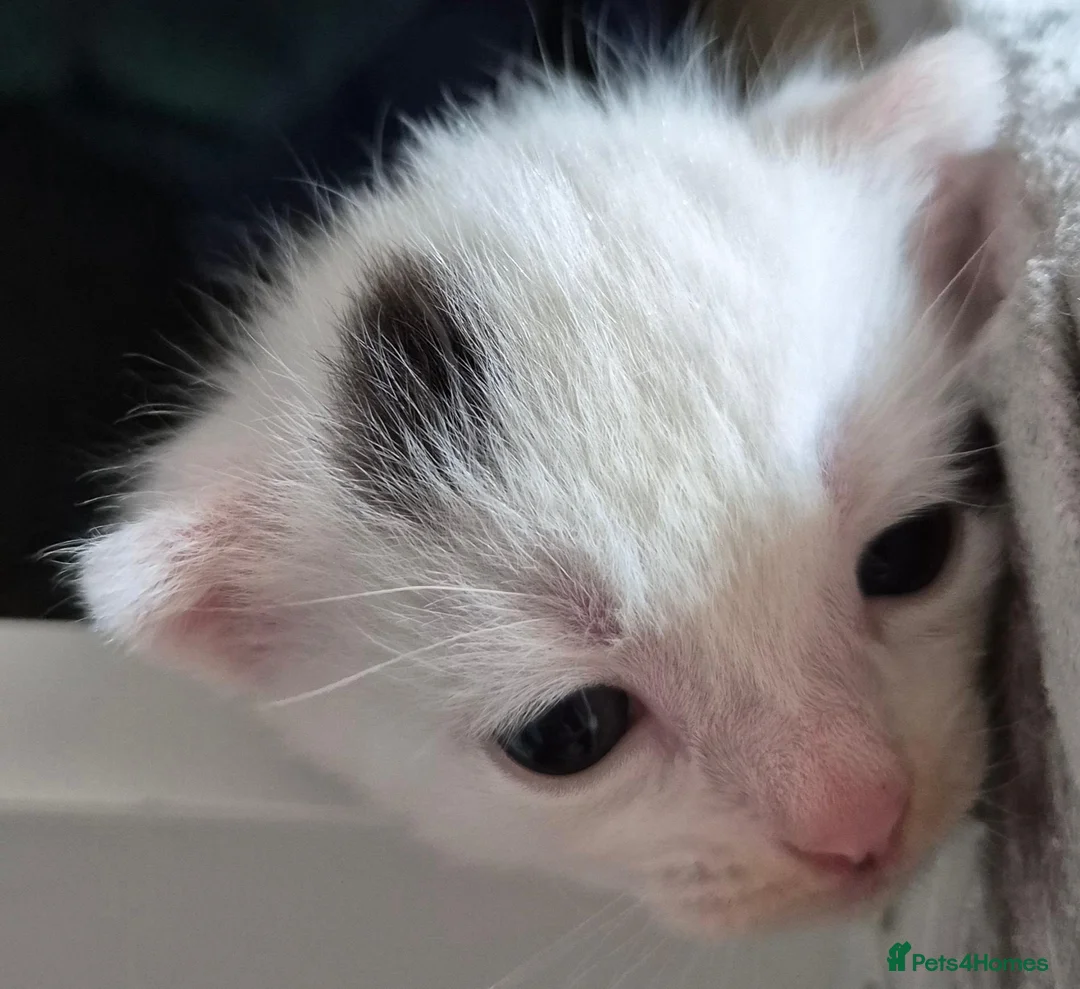 Mixed Breed cats for sale: White with black spots.  - Advert 5