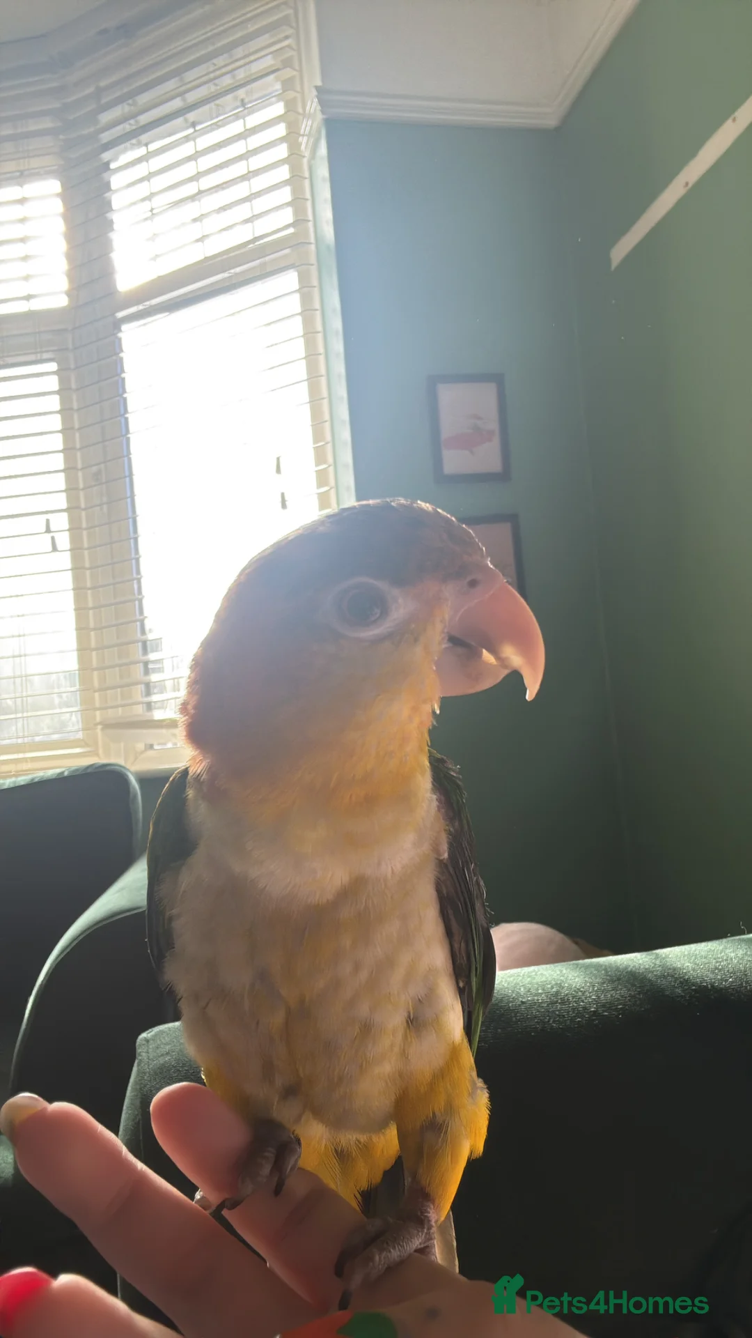 Parrots birds for sale: Hand tame caique - Advert 1