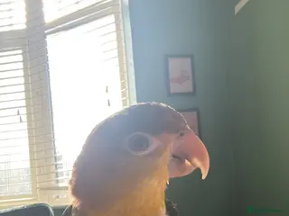 Parrots birds Hand tame caique - Advert 12