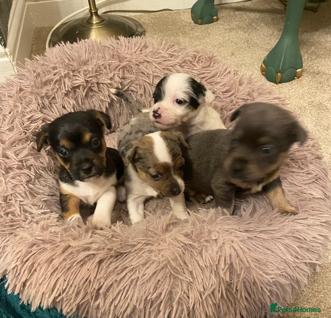 Jack Russell dogs for stud: Lenny Son of Much Wenlock Louie in Wokingham - Advert 21