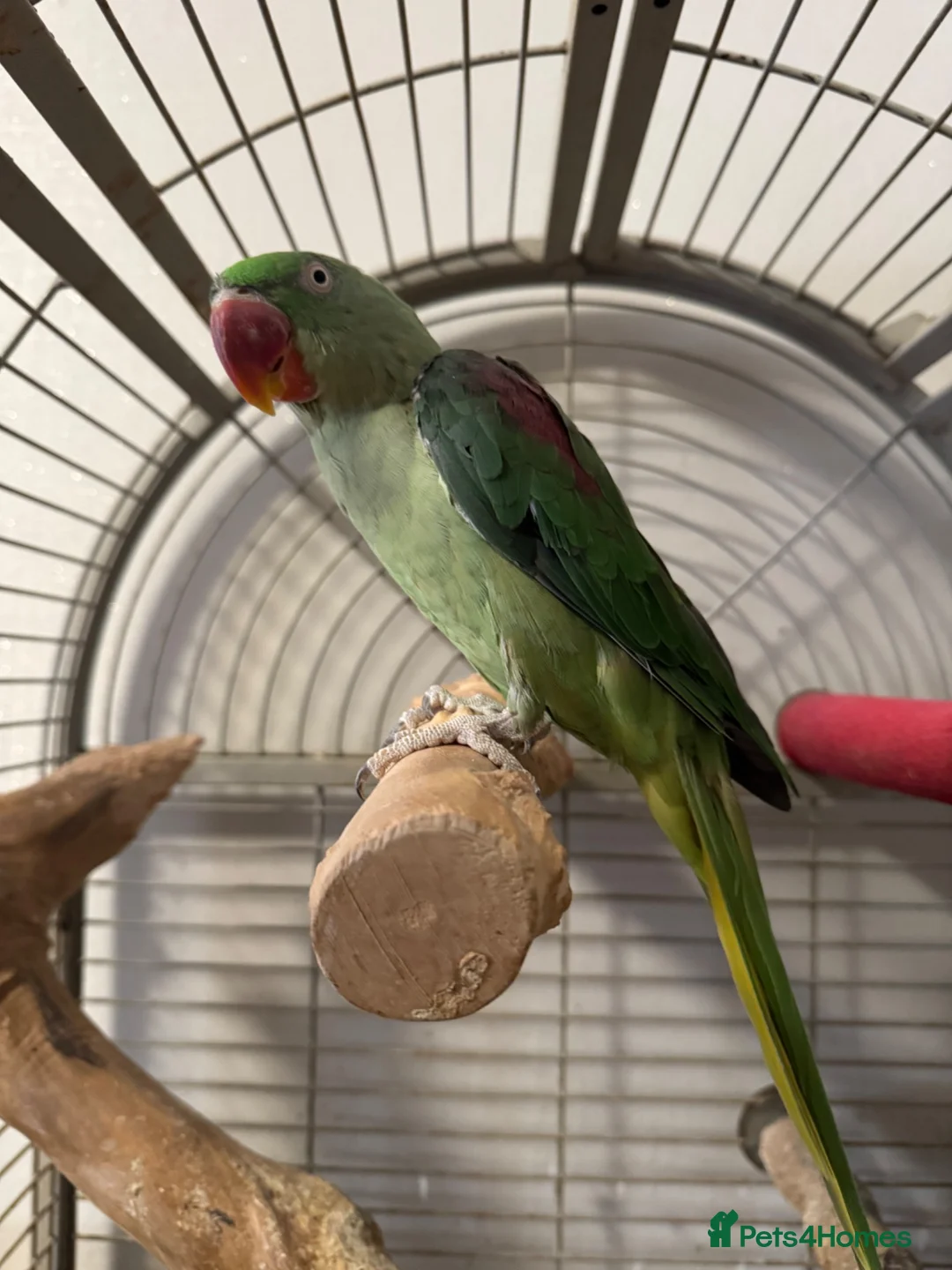 Parrots birds for sale: Alexander in Bolton - Advert 2