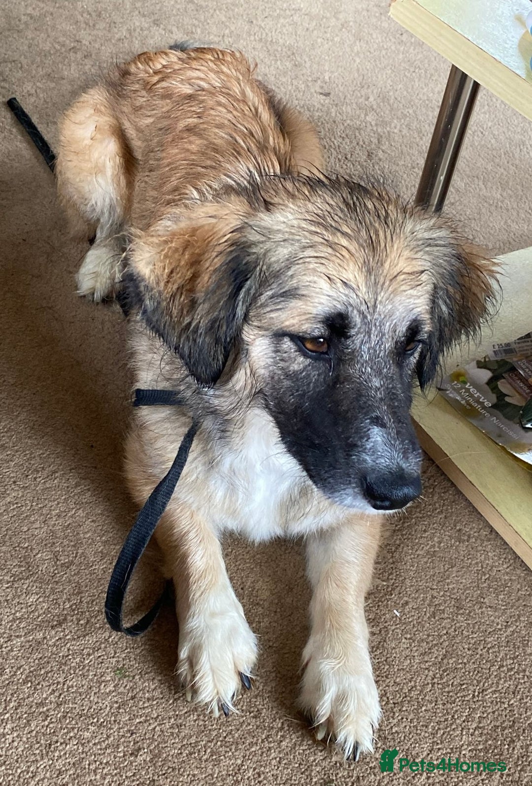 Mixed Breed dogs for adoption: Loving forever home needed for Carys  - Image 2