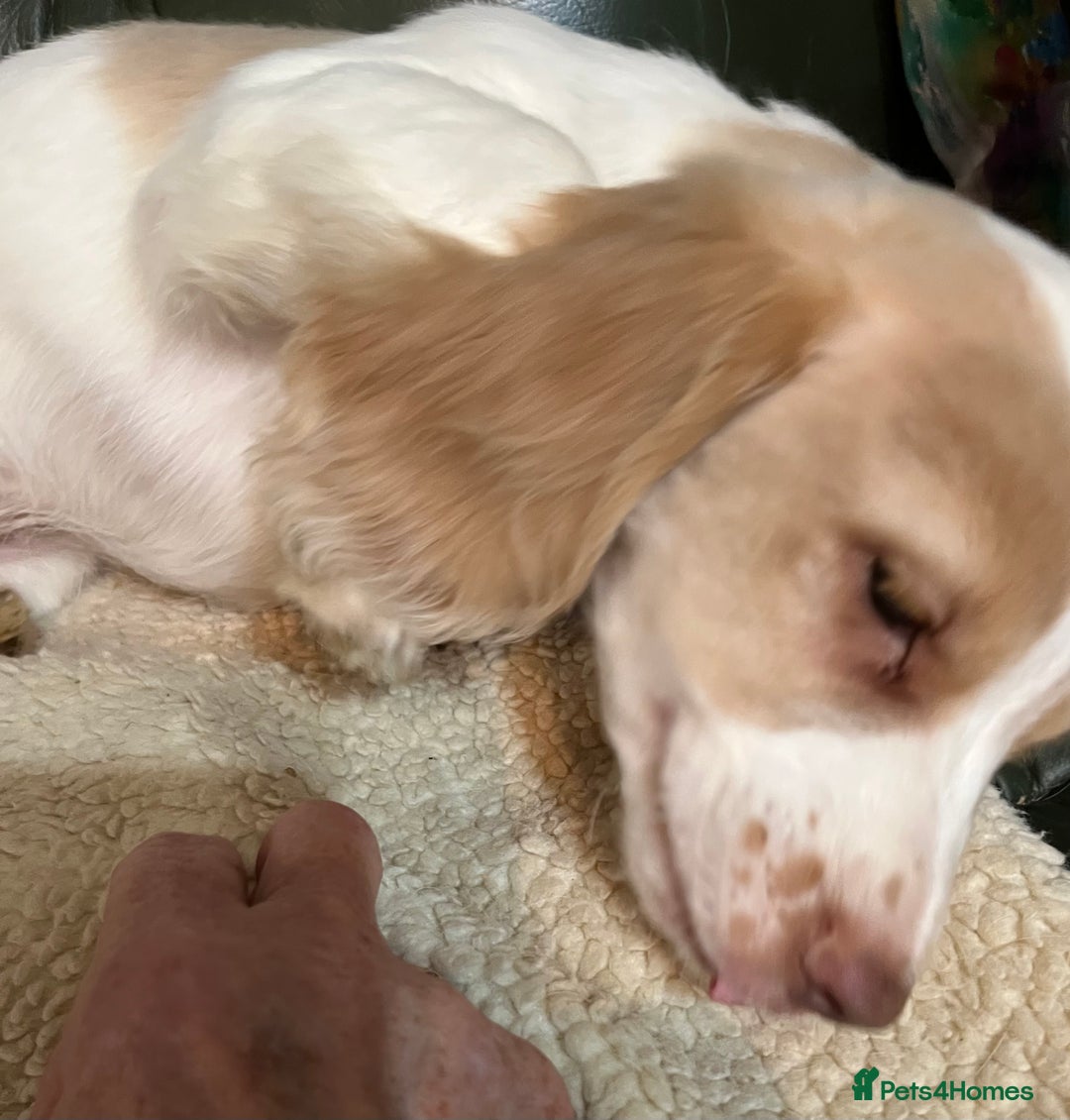 Cocker Spaniel dogs for sale: Working Cocker Spaniels - Image 7