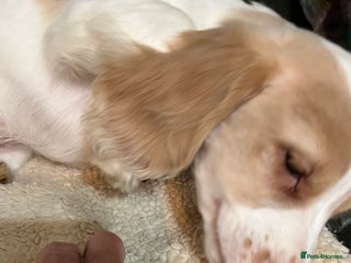 Cocker Spaniel dogs - Advert 25