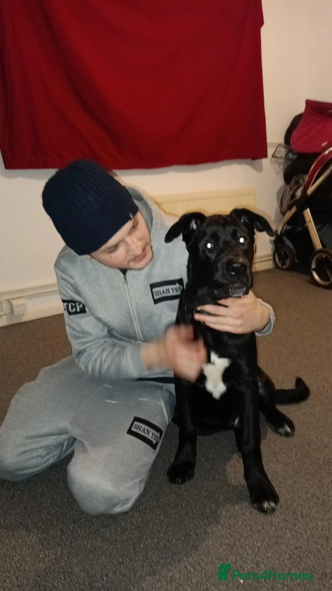 Mixed Breed dogs for sale: Hades  - Advert 1