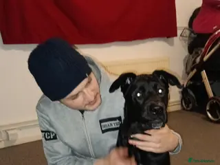 Mixed Breed dogs Hades - Advert 5