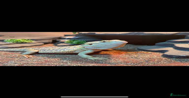 Bearded Dragon reptiles - Advert 16