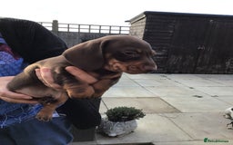 Dachshund dogs for sale: Miniature Dachshund (smooth Haired) - Image 6