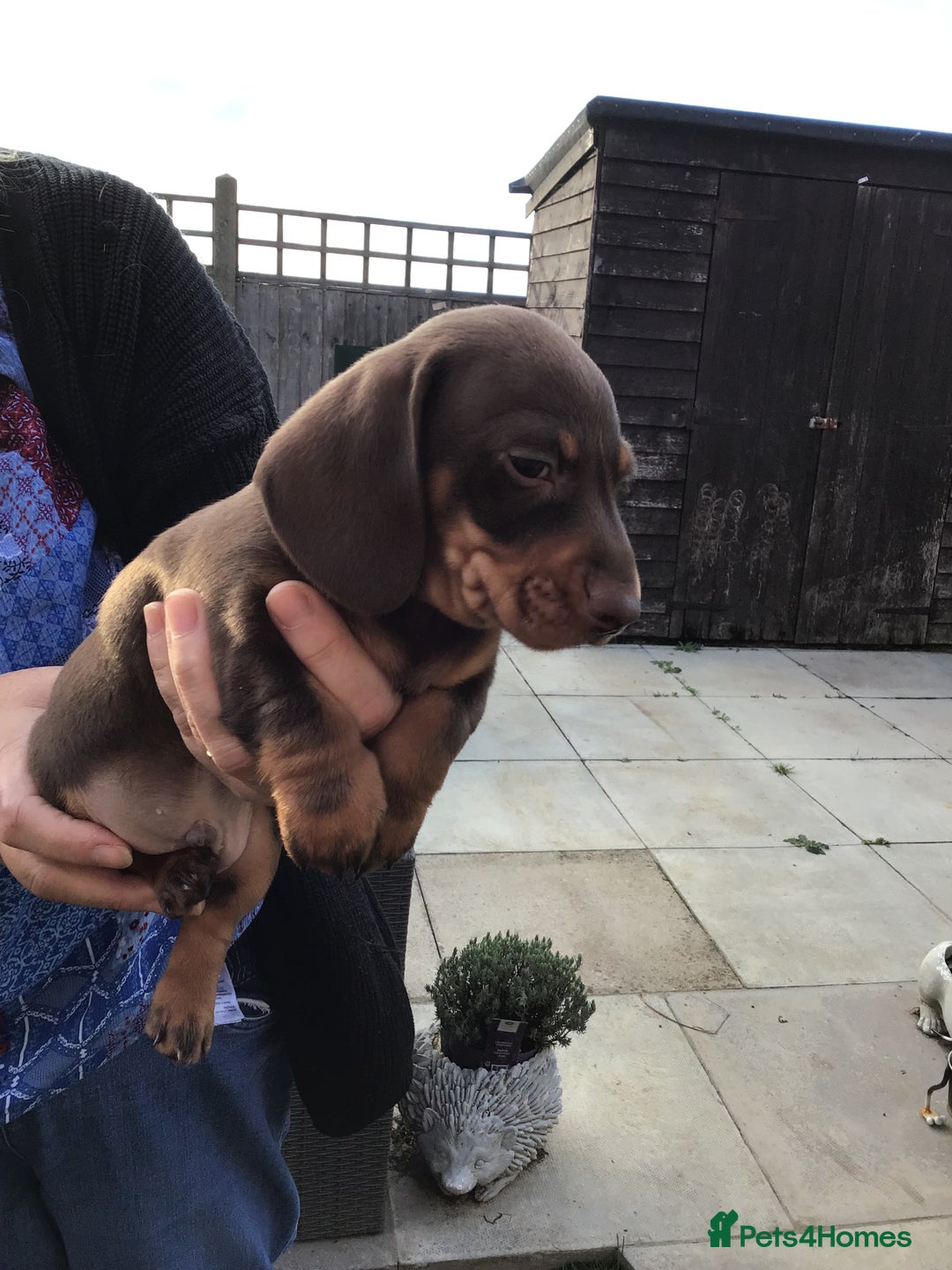 Dachshund dogs for sale: Miniature Dachshund (smooth Haired) - Image 6