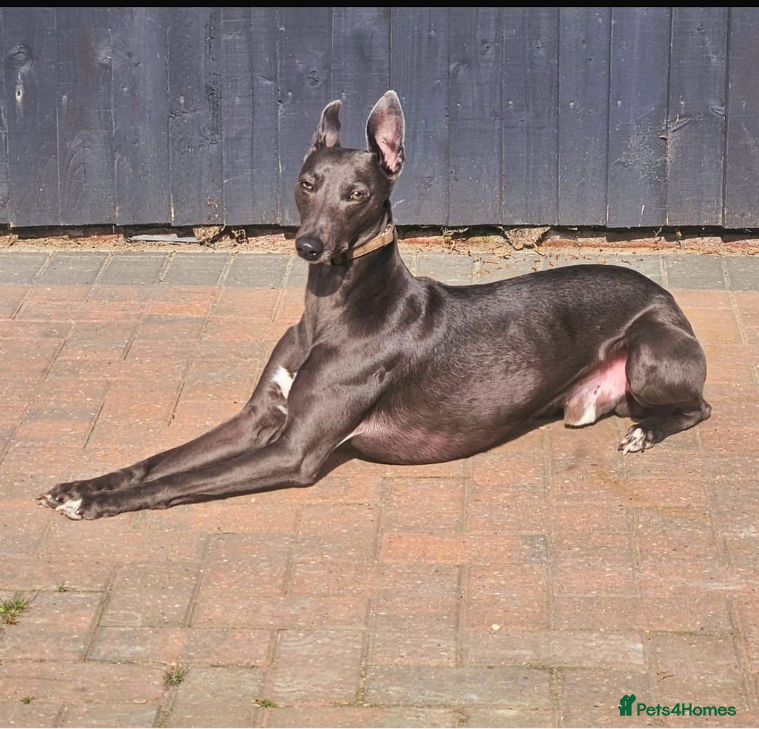 Whippet dogs for sale: Whippet  - Advert 13