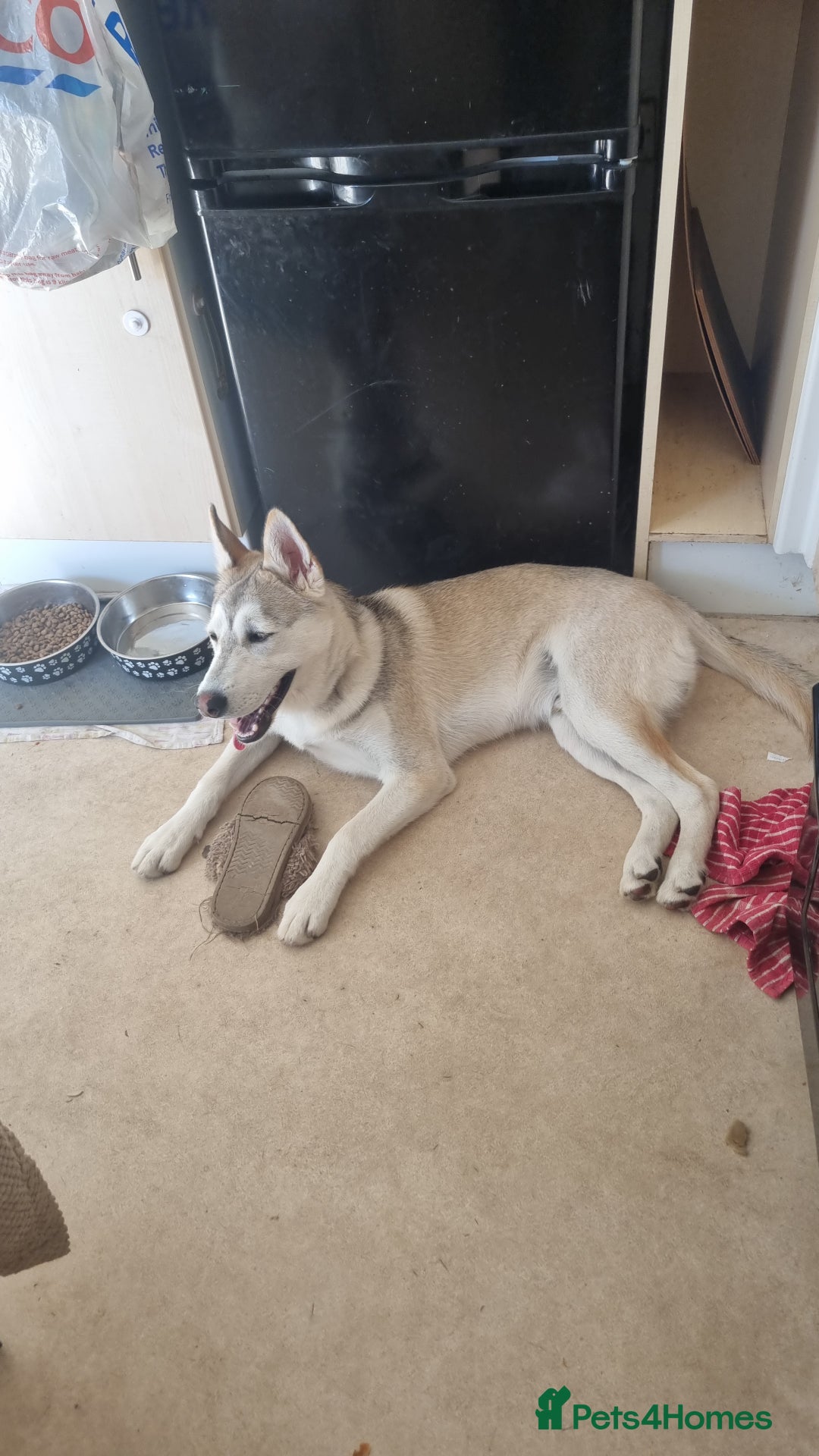 Shepsky dogs for sale: 9 Month old Male Shepski  - Advert 3
