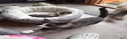 Ragdoll cats for sale: Ragdoll x beautiful kittens  - Advert 8