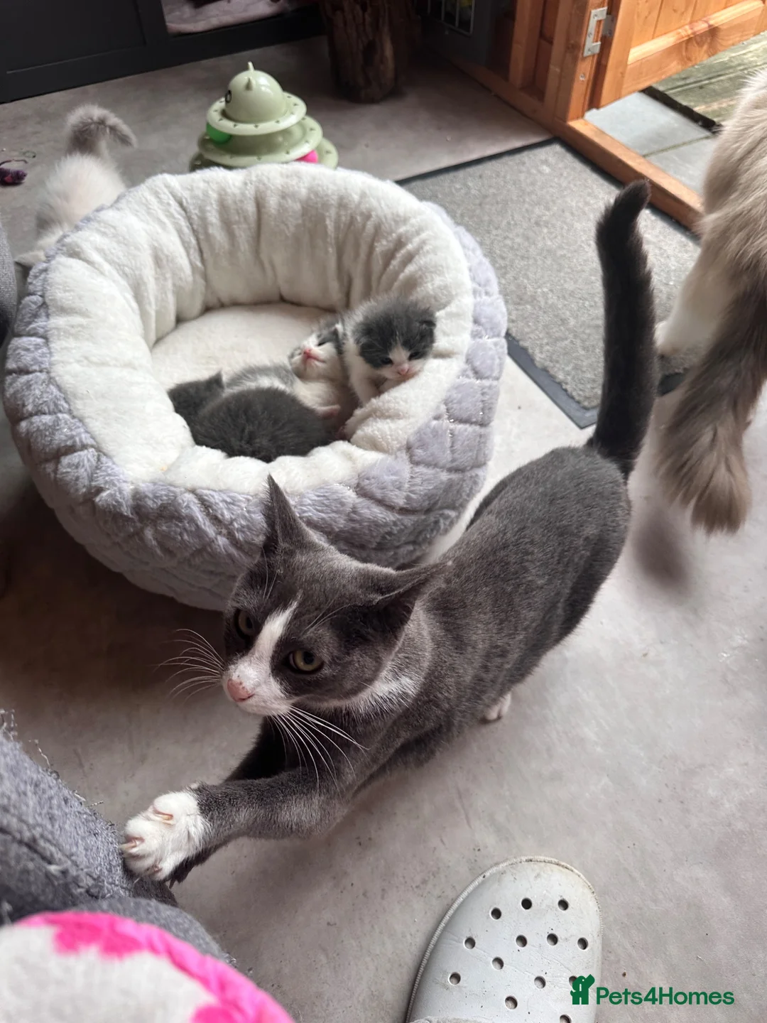 Ragdoll cats for sale: Ragdoll x beautiful kittens  - Advert 8
