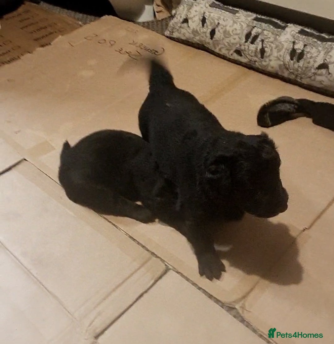 Mixed Breed dogs for sale: ✨ Gorgeous Black Golden Shepherd Puppies  - Image 5