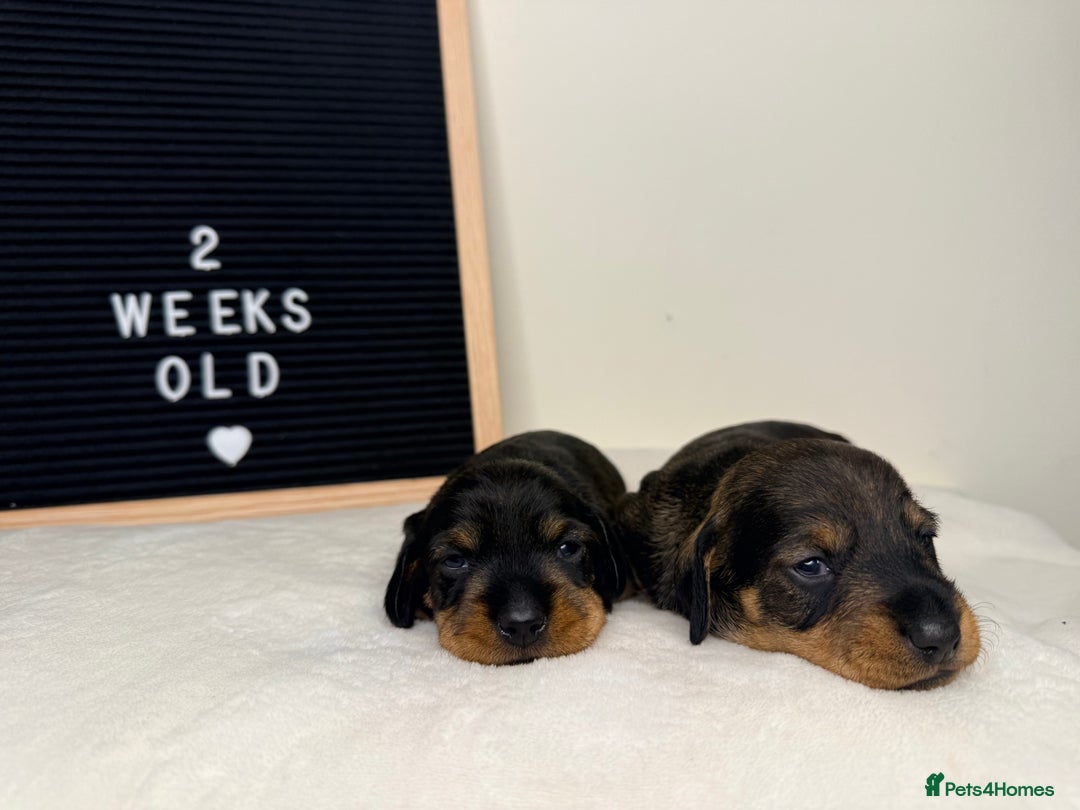Miniature Dachshund dogs for sale: KC reg mini wires PRA LAFORA clear  - Advert 18