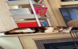 Mixed Breed cats for sale: Flora and cosmo - Image 6